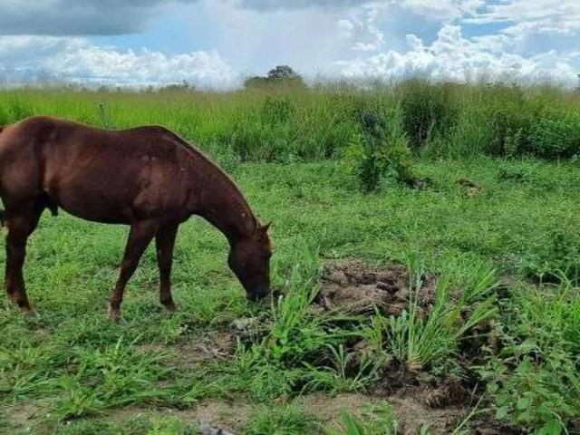 Sítio e chácara venda em Macaíba