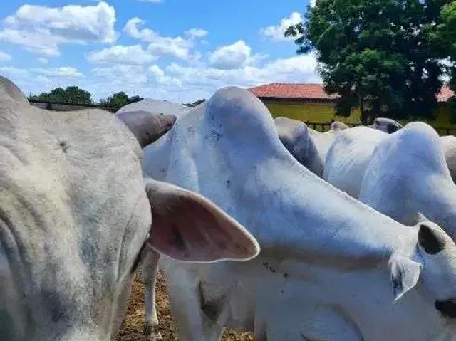 Sítio e chácara venda em Região Geográfica Imediata de Natal, Macaíba