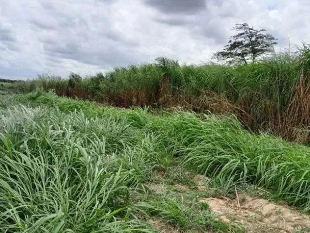 Sítio e chácara venda em Região Geográfica Imediata de Natal, Macaíba