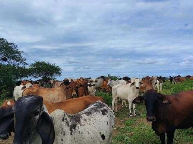 Sítio e chácara venda em Macaíba