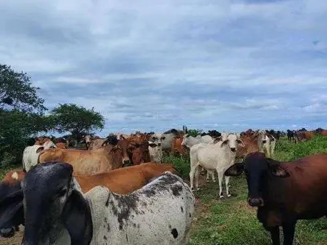Sítio e chácara venda em Região Geográfica Imediata de Natal, Macaíba