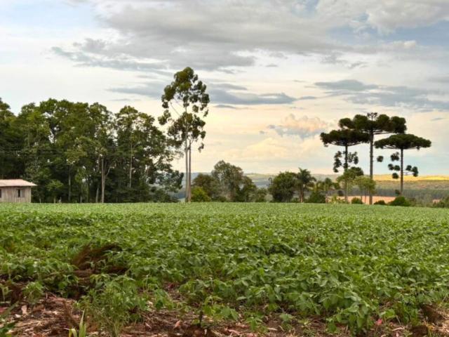 Sítio e chácara venda em Mafra, Região Geográfica Intermediária de Joinville