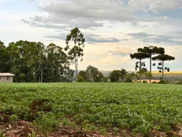 Sítio e chácara venda em Região Geográfica Imediata de Mafra, Mafra