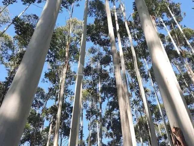 Sítio e chácara venda em Região Geográfica Imediata de Brusque, Major Gercino