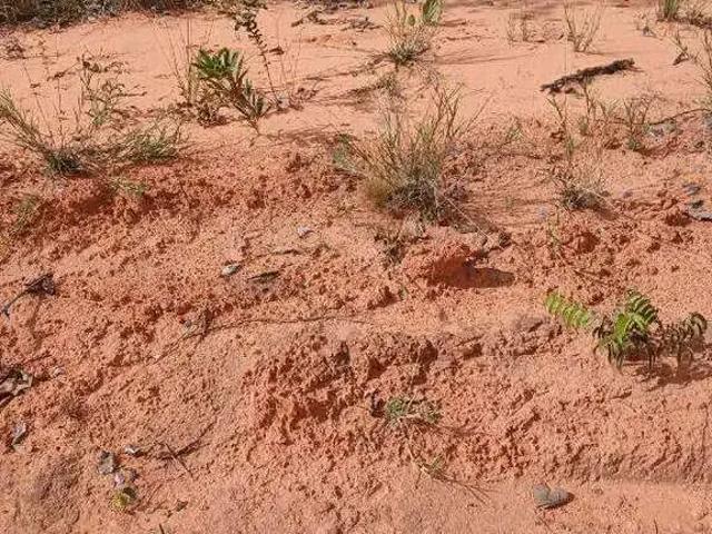 Sítio e chácara venda em Região Geográfica Imediata de Posse-Campos Belos, Mambaí