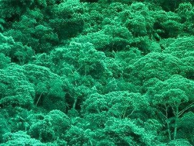 Sítio e chácara venda em Região Geográfica Imediata de Manaus, Itamarati