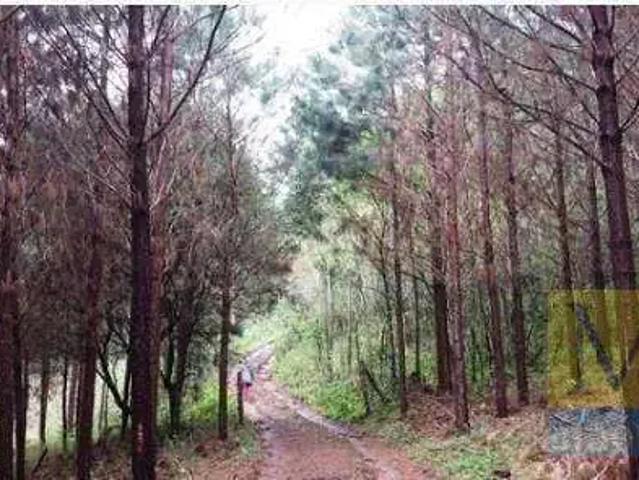Sítio e chácara venda em Região Geográfica Imediata de Curitiba, Região Metropolitana de Curitiba
