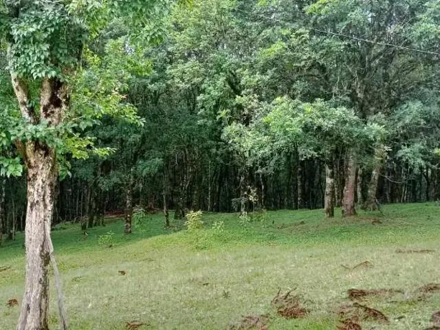 Sítio e chácara venda em Região Geográfica Imediata de Curitiba, Região Metropolitana de Curitiba