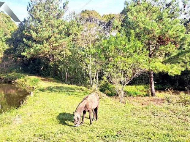 Sítio e chácara venda em Região Geográfica Imediata de Curitiba, Região Metropolitana de Curitiba