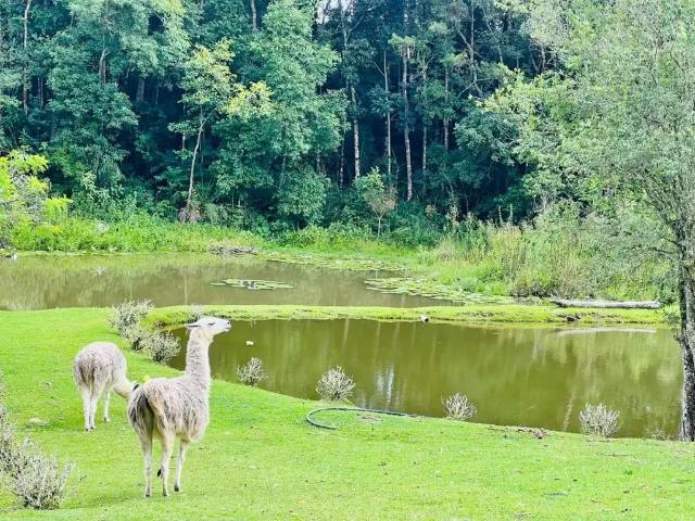 Sítio e chácara venda em Região Geográfica Imediata de Curitiba, Região Metropolitana de Curitiba