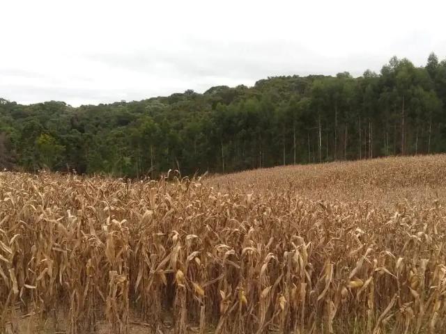 Sítio e chácara venda em Região Geográfica Imediata de Curitiba, Região Metropolitana de Curitiba