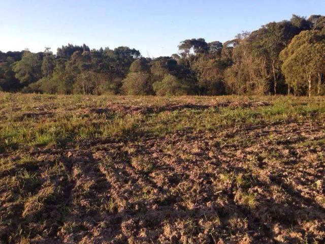 Sítio e chácara venda em Região Geográfica Imediata de Curitiba, Região Metropolitana de Curitiba