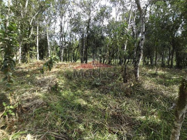 Sítio e chácara venda em Região Geográfica Imediata de Curitiba, Região Metropolitana de Curitiba