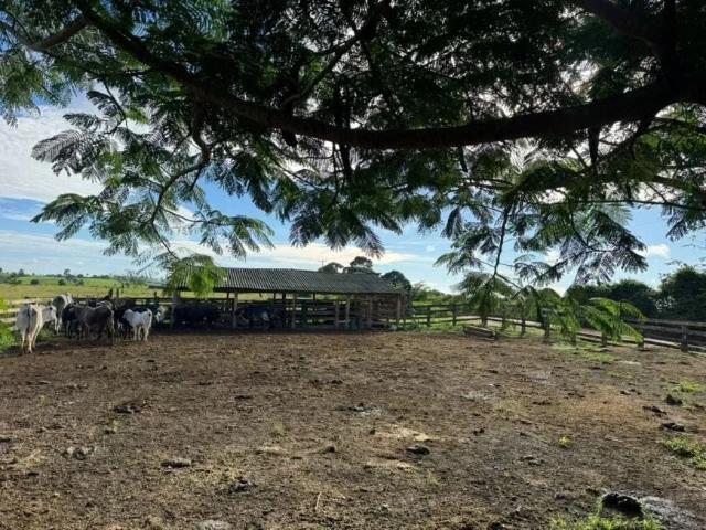 Sítio e chácara venda em Região Geográfica Imediata de Marabá, Região Norte