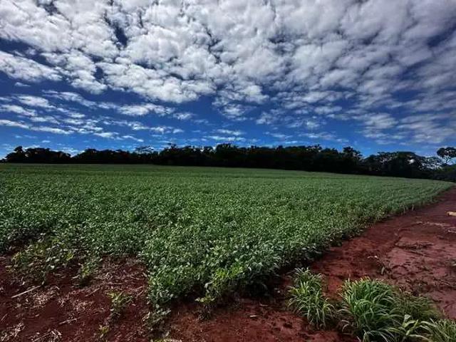 Sítio e chácara venda em Região Geográfica Imediata de Marechal Cândido Rondon, Marechal Cândido Rondon