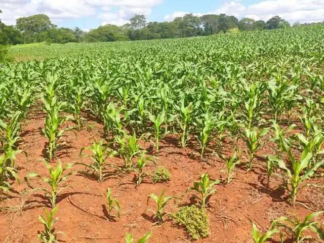 Sítio e chácara venda em Região Geográfica Imediata de Marechal Cândido Rondon, Marechal Cândido Rondon