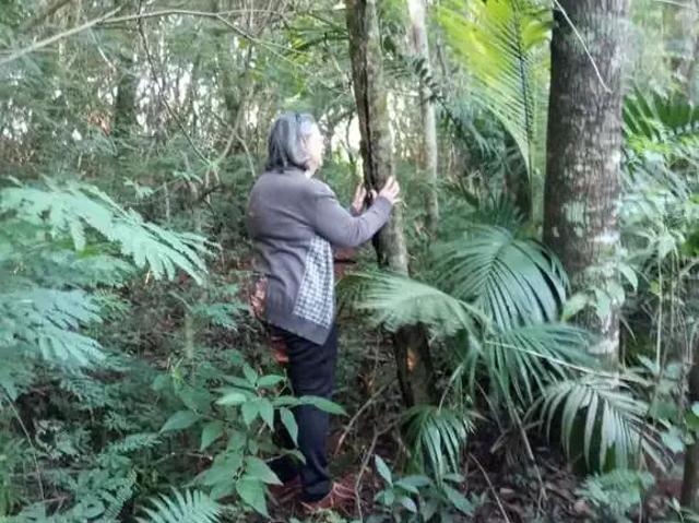 Sítio e chácara venda em Região Geográfica Imediata de Maringá, Marialva