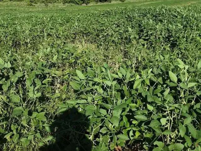 Sítio e chácara venda em Região Geográfica Imediata de Apucarana, Marilândia do Sul