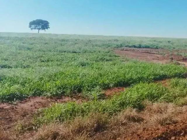 Sítio e chácara venda em Região Geográfica Imediata de Maringá, Maringá