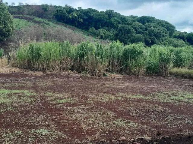 Sítio e chácara venda em Região Geográfica Imediata de Maringá, Maringá