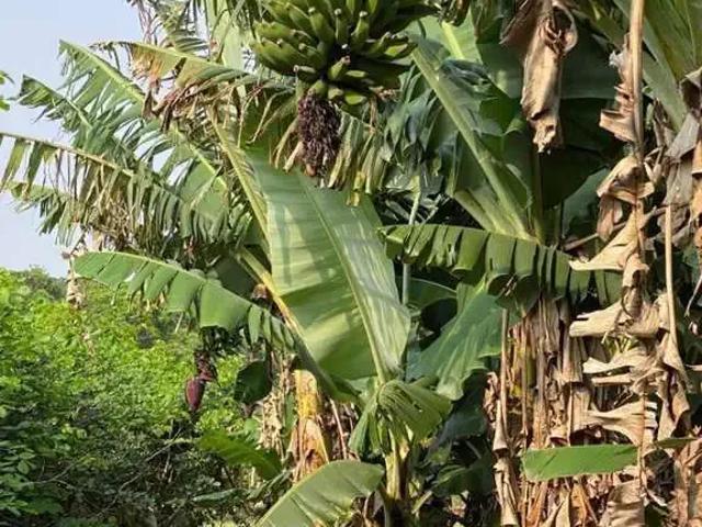 Sítio e chácara venda em Região Geográfica Imediata de Maringá, Maringá