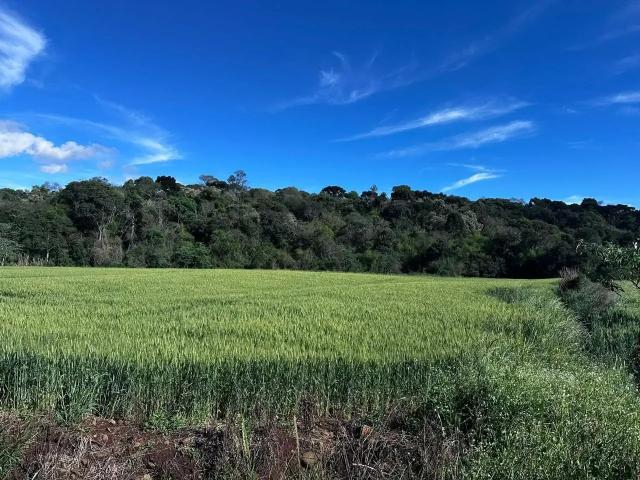 Sítio e chácara venda em Região Geográfica Imediata de Pato Branco, Mariópolis