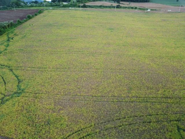 Sítio e chácara venda em Região Geográfica Imediata de Pato Branco, Mariópolis