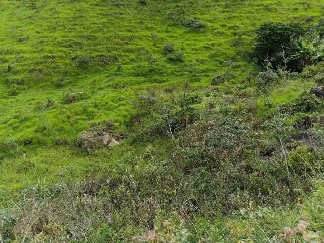 Sítio e chácara venda em Marliéria, Região Geográfica Intermediária de Ipatinga