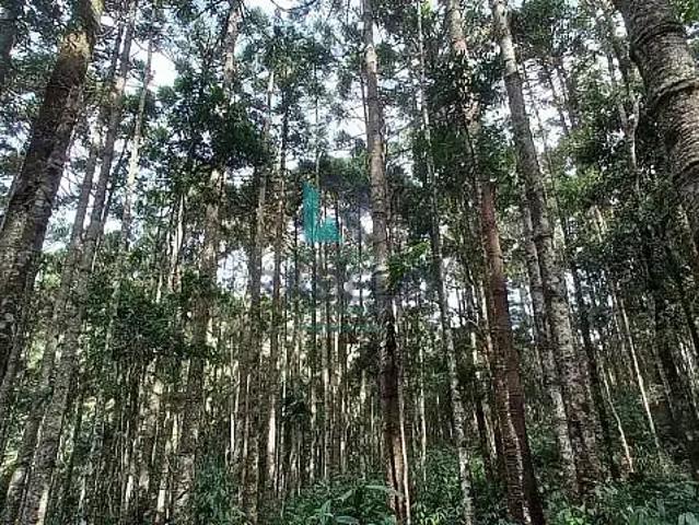 Sítio e chácara venda em Região Geográfica Imediata de Itajubá, Marmelópolis