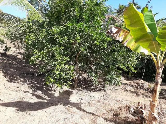 Sítio e chácara venda em Região Geográfica Imediata de Salvador, Região Metropolitana de Salvador