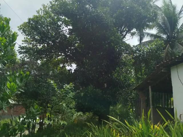 Sítio e chácara venda em Região Geográfica Imediata de Salvador, Região Metropolitana de Salvador