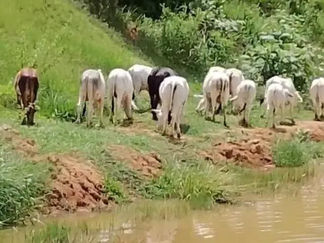 Sítio e chácara venda em Região Geográfica Imediata de Cachoeiro de Itapemirim, Mimoso do Sul