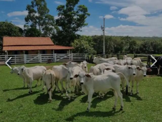 Sítio e chácara venda em Região Geográfica Imediata de Porangatu, Minaçu