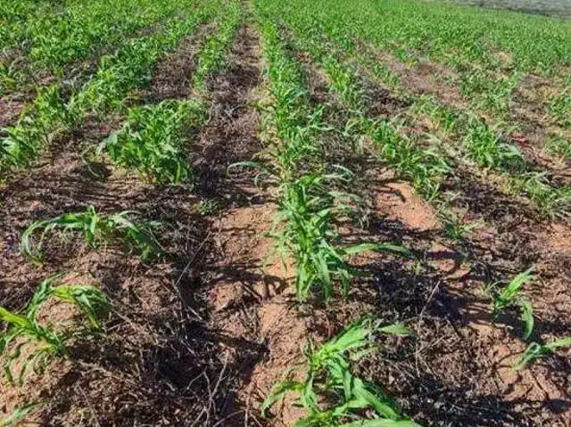 Sítio e chácara venda em Região Geográfica Imediata de Jataí-Mineiros, Mineiros