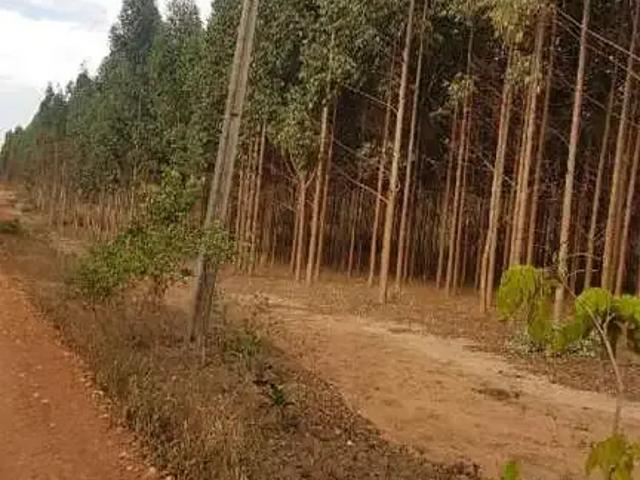 Sítio e chácara venda em Região Geográfica Imediata de Jataí-Mineiros, Mineiros