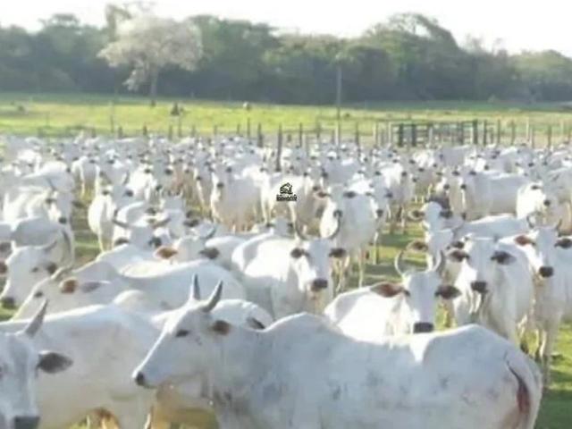 Sítio e chácara venda em Miranda