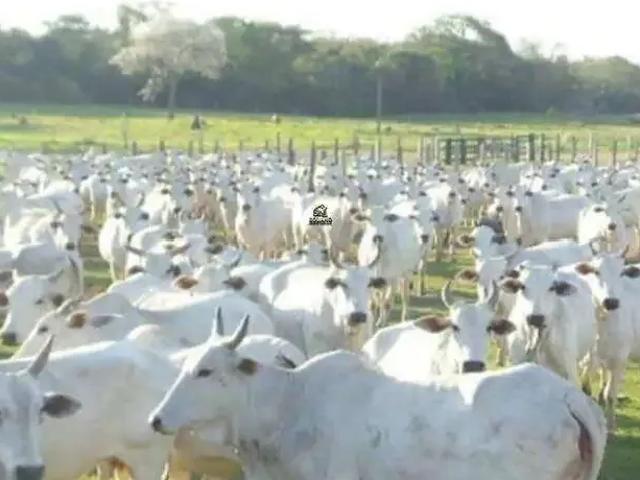 Sítio e chácara venda em Região Geográfica Imediata de Aquidauana - Anastácio, Miranda