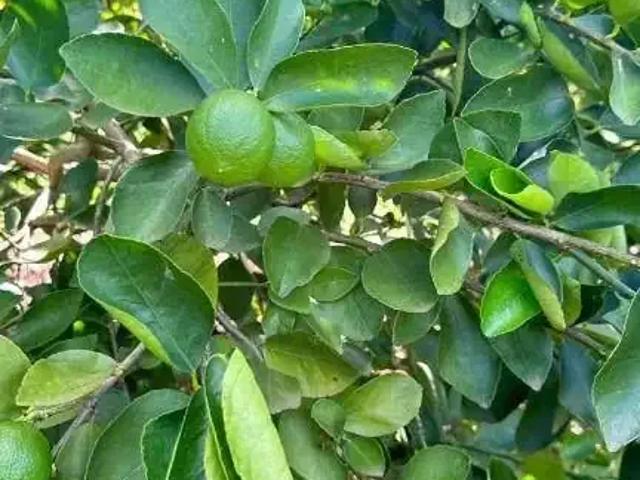 Sítio e chácara venda em Região Imediata de Andradina, Mirandópolis
