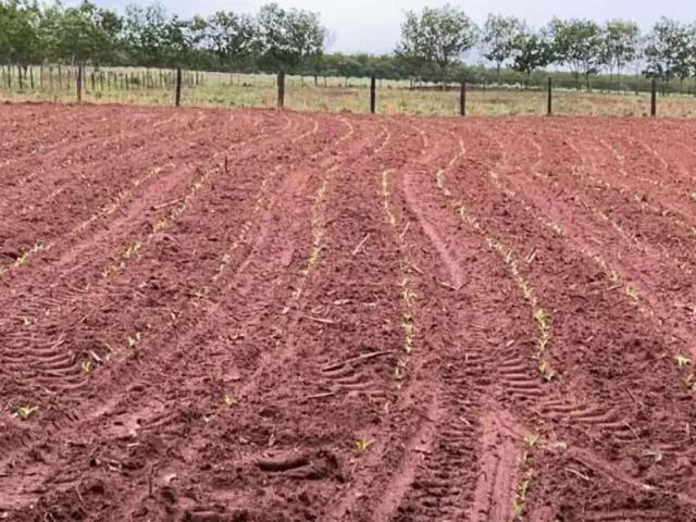 Sítio e chácara venda em Mirassol, Região Geográfica Intermediária de São José do Rio Preto