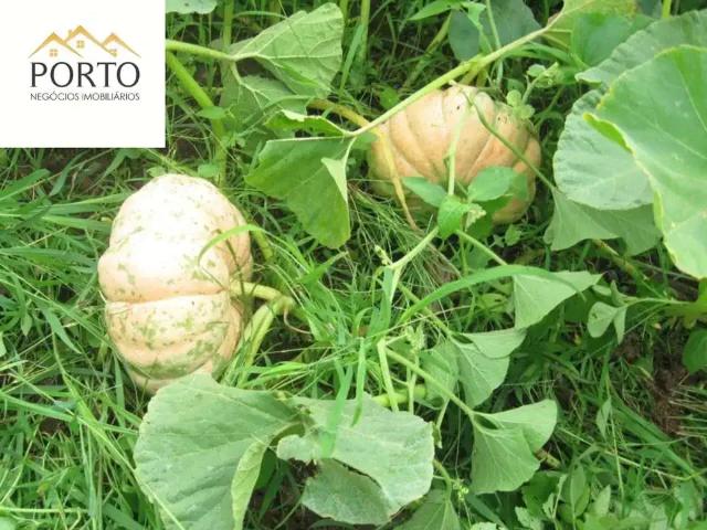 Sítio e chácara venda em Região Imediata de São José do Rio Pardo-Mococa, Região Metropolitana de Ribeirão Preto