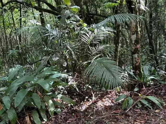 Sítio e chácara venda em Jardim Betânia, Mogi das Cruzes