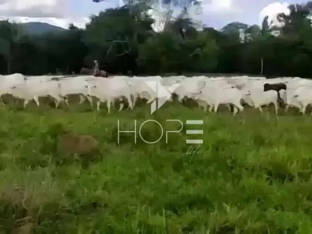 Sítio e chácara venda em Região Geográfica Imediata de Posse-Campos Belos, Monte Alegre de Goiás