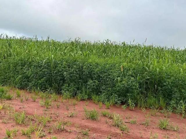 Sítio e chácara venda em Região Geográfica Imediata de Uberlândia, Monte Alegre de Minas