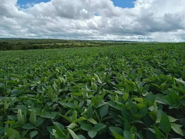 Sítio e chácara venda em Região Geográfica Imediata de Uberlândia, Monte Alegre de Minas