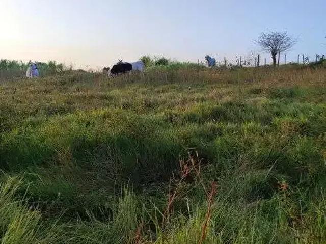 Sítio e chácara venda em Região Geográfica Imediata de Natal, Monte Alegre
