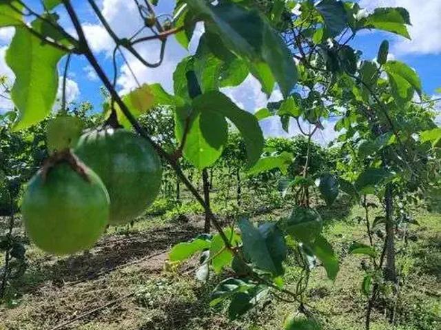 Sítio e chácara venda em Região Geográfica Imediata de Natal, Monte Alegre