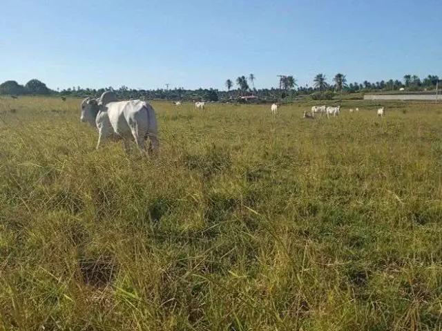 Sítio e chácara venda em Região Geográfica Imediata de Natal, Monte Alegre