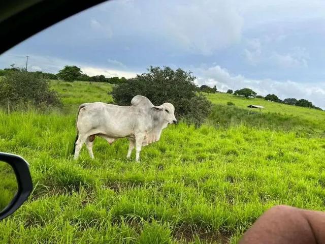 Sítio e chácara venda em Região Geográfica Imediata de Natal, Monte Alegre