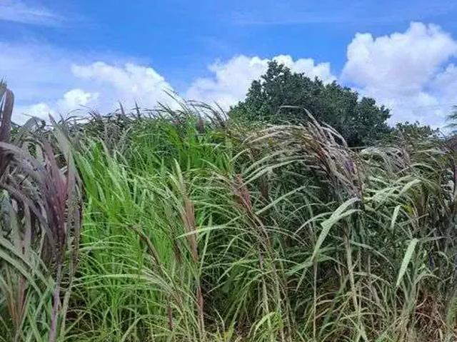 Sítio e chácara venda em Região Geográfica Imediata de Natal, Monte Alegre