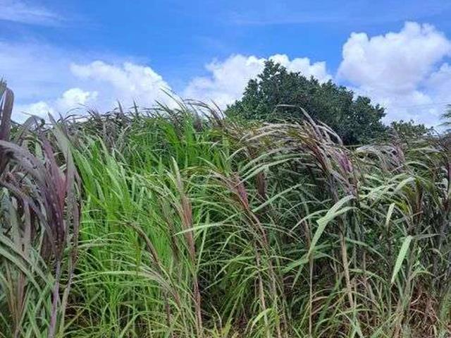 Sítio e chácara venda em Monte Alegre